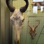 polo museale (21)