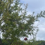 arcobaleno autunno (3)